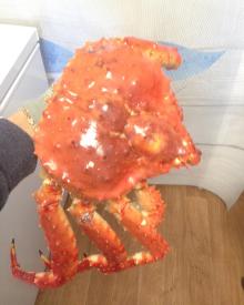 Whole cooked frozen  red   king   crab 