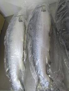  Frozen   Atlantic   salmon 