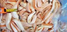 Frozen salmon  belly  3-5cm