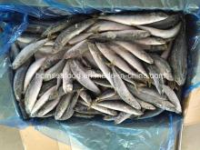 Frozen Fish Seafood Bonito ( Bullet  tuna)