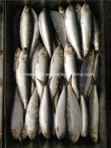 W/R Small Specification Fresh Frozen Sardine Fish