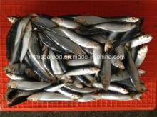 W/R Small Specification Fresh Frozen Sardine Fish for Canned