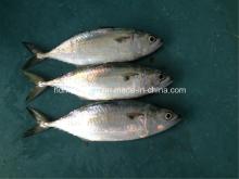 Fresh Frozen Indian Mackerel Fish