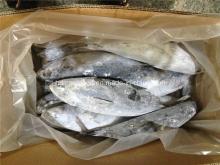 IQF Big Size Frozen Bonito Fish
