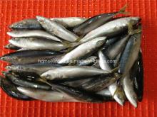 Fresh Frozen Mackerel Fish