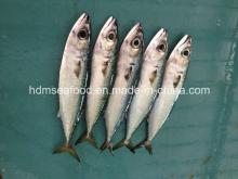 Bqf  Fresh   Mackerel   Fish 