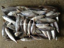 Frozen Big Eye Scard Fish (Japanese jack mackerel)