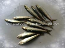 High Quality Fish Small Size Frozen Sardine for Bait (Sardinella aurita)