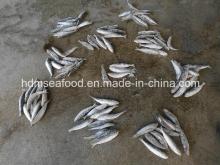  High   Quality   Fish  Big Size Sardine for Bait (Sardinella aurita)