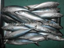 Supply Pacific Mackerel Fish Frozen Seafood (Scomber japonicus)