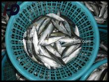 Mackerel Fish Frozen Seafood for Sale (Scomber japonicus)