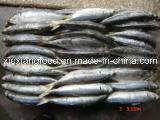 Fish Products/  Blue   Scad  (DS02)