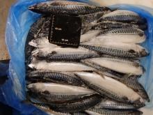 400/600g Frozen Pacific Whole Round Mackerel