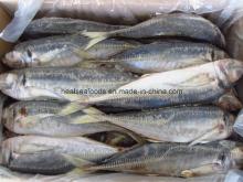 Wr Frozen Whole Horse Mackerel Price