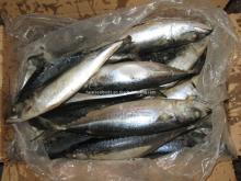 Sea  Frozen   Mackerel  ( frozen  on  board )