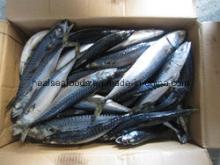 Frozen  Mackerel  with High Fact Content (150- 250g / PC )