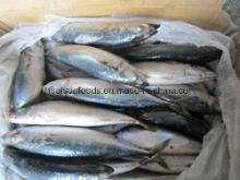 Sea Frozen Pacific Mackerel Fish