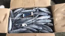 Supply  Frozen  Seafood Sea  Frozen   Bonito  150-200g for  Market 