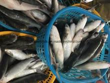 Frozen Grey Mullet Without Roe