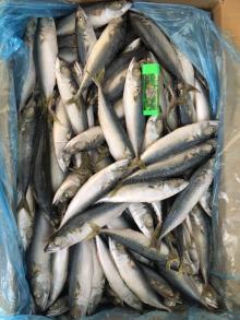 Fresh Frozen Mackerel Fish/ Pacific Mackerel