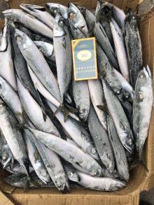 Japanese Pacific Mackerel 100gr To150gr Packing 15kg