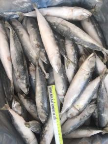 Good Specifications IQF Frozen Pacific Mackerel for Bait with Best Price