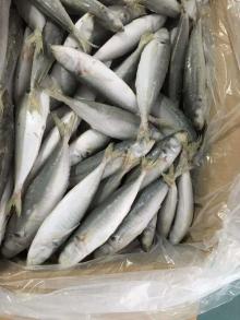 IQF 80-100PCS Frozen Round Scad Fish Blue Mackerel Scad 18cm+