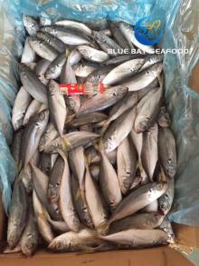 Export Fresh Frozen Horse Mackerel Fish/Big Eye Scad Fish Size 30-60g
