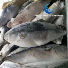 Supply Size 7-10 Kg IQF Frozen Yellow Tail Seriola Quinqueradiata/Seriola Lalandi