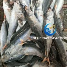 Red Tail Muroaji Fish 120-160g up Land Frozen Round Scad China Seafood Factory 60-80 PCS/ Carton