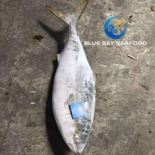 Frozen Yellow Tail Seriola Quinqueradiata/Seriola Lalandi Fish Importers in Africa Fish