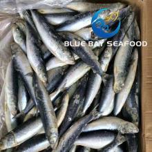 Suppliers of Frozen Sardine Fish Whole Round on Sale 10kg One Carton Packing