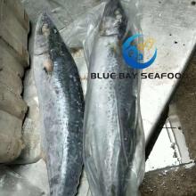 Good Quality IQF  Frozen   Spanish   Mackerel  (scomberomorus niphonius) with  Whole  Round