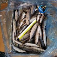 Frozen Horse Mackerel Trachurus Japonicus Fish for Africa and Middle East Market