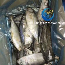 Bqf Land Frozen Sea Fish Trachurus Japonicus Whole Round Horse Mackerel Size 4-6 PCS/Kg