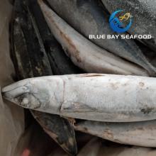 Sea  Fish  Best Seafood with  Fresh  Frozen  Mackerel   Fish /  Pacific   Mackerel 