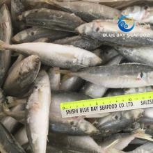 IQF High Quality Frozen Round Scad Decapterus Maruadsi/Trachurus Japonicus Horse Mackerel