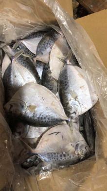 Sea Frozen Moonfish 50/60 PCS   100/200 Gram Mene Maculata