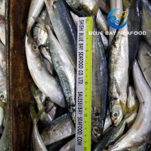 Size 100-120 G Frozen Round Scad Fish/ Muroaji for Tuna Fishing Bait