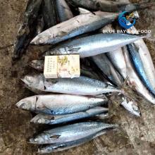 Size  250 - 350g  Good Taste Sea frozen  Pacific  Mackerel  in Good Price  Frozen  Fish