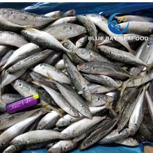 Frozen Fish Product Horse Mackerel (Trachurus japonicus) Whole Round 20-24 PCS/Kg for Canning
