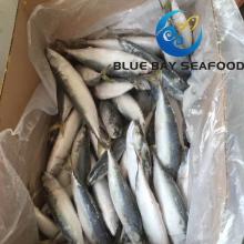 New Low Price High Quality Land Frozen IQF Scomber Japonicus Pacific Mackerel