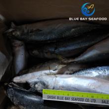 Good Quality No Red Eye Sea Frozen Mackerel Wr 400-600g
