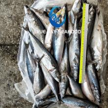 Ready Stock Frozen Pacific Mackerel with 150-200g Frozen Fish for Human and Bait