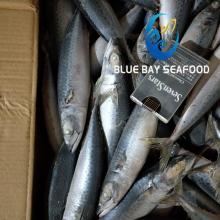 Low Price Board Frozen Pacific Mackerel for Canning 150-200g 15kg/Carton Seafood