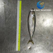  6 - 8  PCS Frozen Fish Pacific  Mackerel  for Indonesia Thailand Market Canning