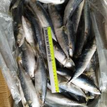 IQF Freezing Process and Fish Product Type Frozen Mackerel Pacific Fish for Malaysia Market