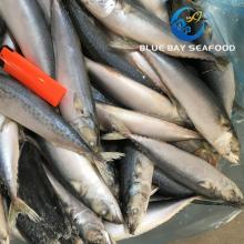 Size 8-10 PCS/Kg Whole Round Landfrozen Pacific Mackerel with Good Quality