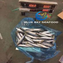 B Class Quality Low Price Land Frozen Pacific Mackerel for Canning for Thailand Market