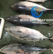 Seafrozen Bonito Tuna Fish Belted Bonito Oriental Bonito Food for Sale Online